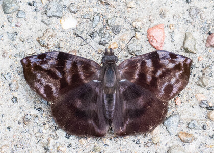 The butterfly Ebrietas badia photographed in Ecuador
