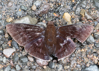 The butterfly Aethilla eleusinia photographed in near Guamani,Ecuador