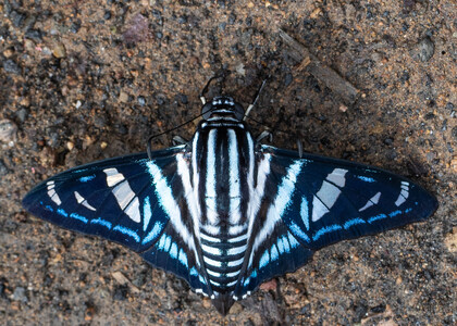 The butterfly Jemadia menechmus menechmus photographed in Ecuador