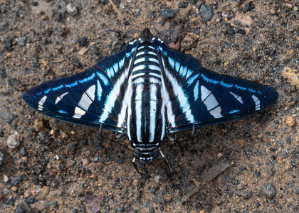 The butterfly Jemadia hewitsonii photographed in Ecuador