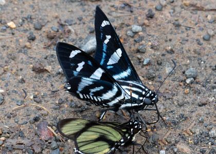 The butterfly Jemadia hewitsonii photographed in Ecuador