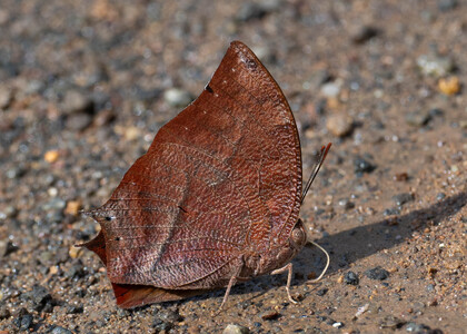 The butterfly Fountainea eurypyle photographed in Ecuador