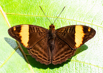 The butterfly Adelpha boreas photographed in Ecuador