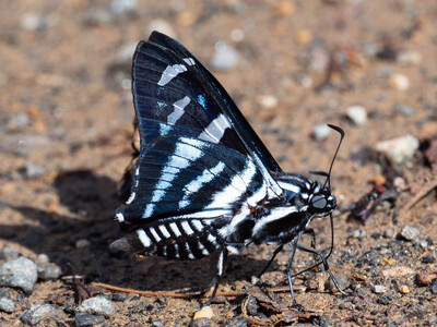 The butterfly Jemadia hewitsonii photographed in Ecuador