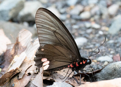 The butterfly Parides sesostris sesostris photographed in near Guamani,Ecuador