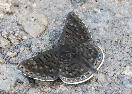 The butterfly Exoplisia cadmeis photographed in Ecuador