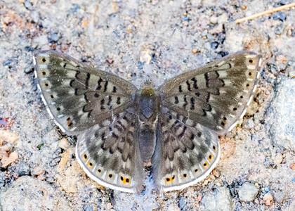 The butterfly Exoplisia cadmeis photographed in Ecuador