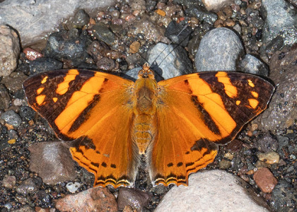 The butterfly Hypanartia lethe photographed in Ecuador