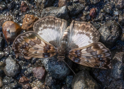 The butterfly Mylon illineatus illineatus photographed in Ecuador