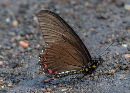 The butterfly Battus ingenuus photographed in Ecuador