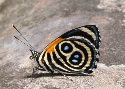 The butterfly Catagramma eunomia photographed in near Guamani,Ecuador