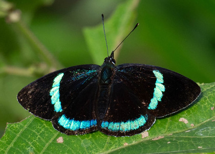 The butterfly Diaethria neglecta neglecta photographed in Ecuador