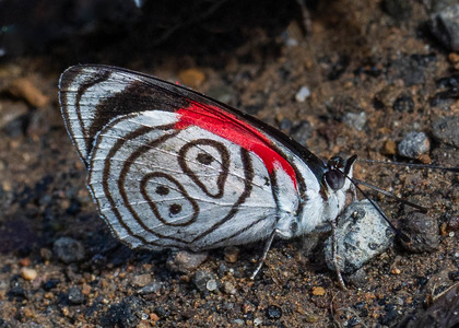 The butterfly Diaethria neglecta neglecta photographed in near Guamani,Ecuador