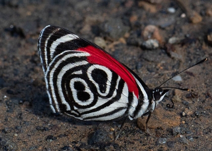 The butterfly Diaethria clymena peruviana photographed in Ecuador