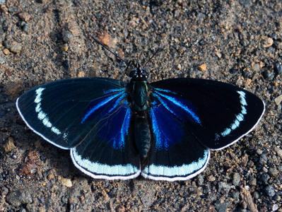 The butterfly Catagramma tolima photographed in Ecuador