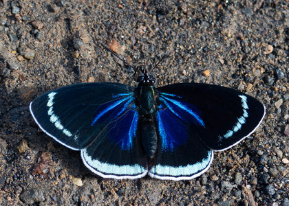 The butterfly Diaethria kolyma photographed in Ecuador