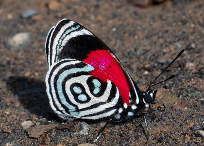 The butterfly Diaethria kolyma photographed in near Guamani,Ecuador