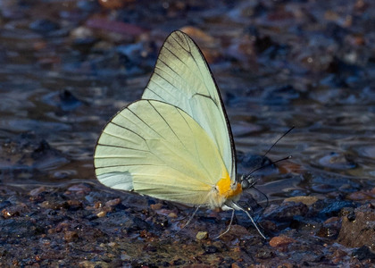 The butterfly Melete leucanthe photographed in near Guamani,Ecuador