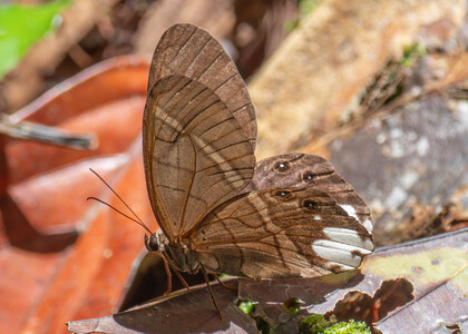 The butterfly Pierella lucia photographed in Ecuador