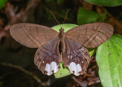 The butterfly Pierella lucia photographed in Ishpingo Pakcha,Ecuador