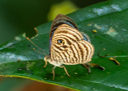 The butterfly Mesosemia ephyne photographed in Ecuador