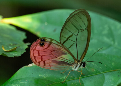 The butterfly Cithaerias aurora aurora photographed in Ecuador