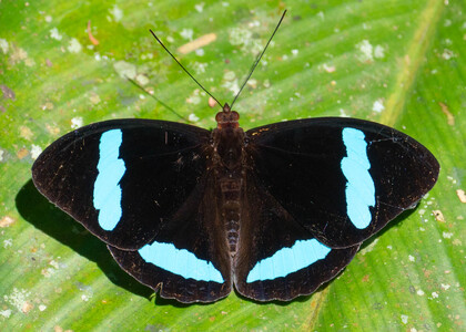 The butterfly Nessaea hewitsonii photographed in Ishpingo Pakcha,Ecuador