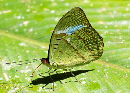 The butterfly Nessaea hewitsonii photographed in Ecuador