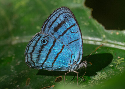 The butterfly Caeruleuptychia lobelia photographed in Ishpingo Pakcha,Ecuador