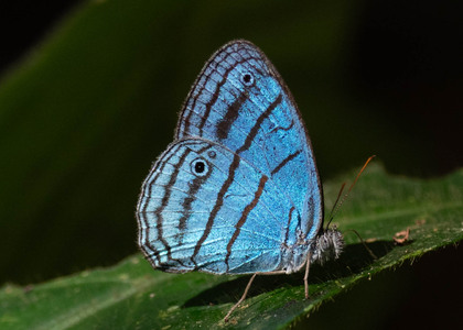 The butterfly Caeruleuptychia lobelia photographed in Ecuador