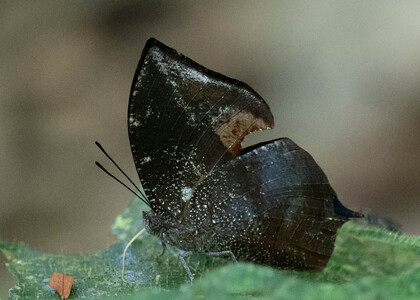 The butterfly Memphis acidalia photographed in Ishpingo Pakcha,Ecuador