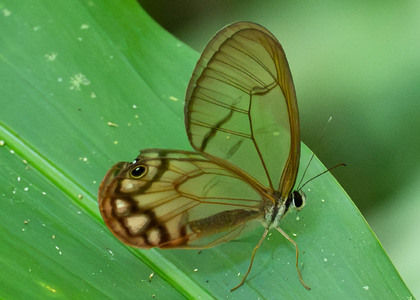 The butterfly Cithaerias cliftoni photographed in Ecuador