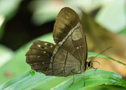 The butterfly Pierella lena photographed in Ishpingo Pakcha,Ecuador