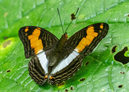The butterfly Adelpha malea aethalia photographed in Ishpingo Pakcha,Ecuador