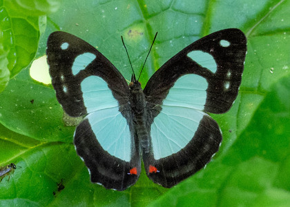 The butterfly Pyrrhogyra otolais olivenca photographed in Ecuador