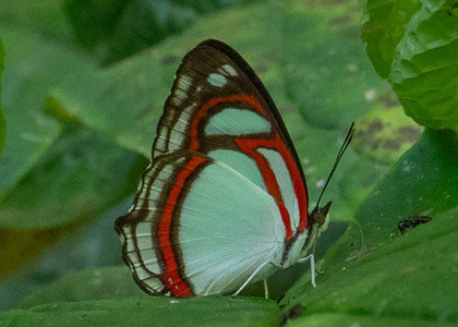 The butterfly Pyrrhogyra otolais olivenca photographed in Ecuador