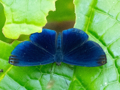 The butterfly Metacharis regalis indissimilis photographed in Ishpingo Pakcha,Ecuador