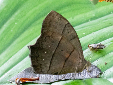 The butterfly Taygetis virgilia photographed in Ecuador