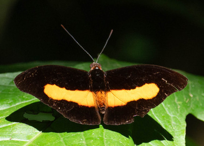 The butterfly Catonephele acontius photographed in Ishpingo Pakcha,Ecuador