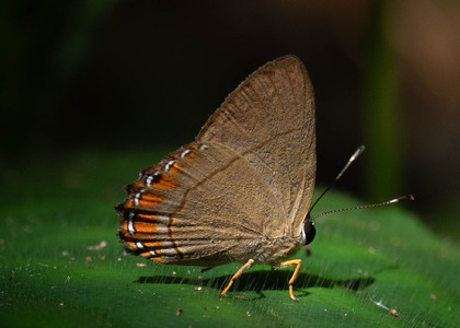 The butterfly Pelolasia pelor/pellonia photographed in Ecuador