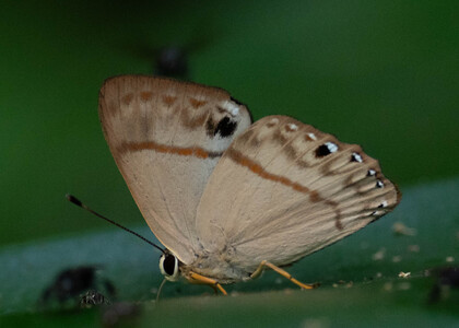 The butterfly Erythia midas pelusia photographed in Ecuador