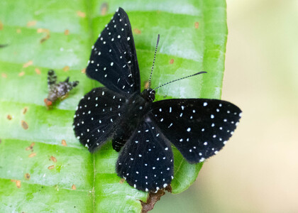 The butterfly Echydna punctata photographed in Ecuador