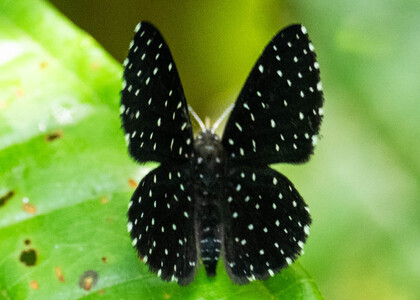 The butterfly Echydna punctata photographed in Ishpingo Pakcha,Ecuador