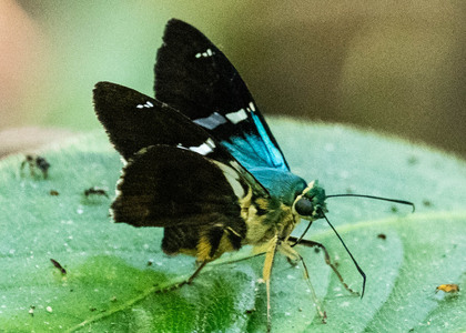 The butterfly Telegonus fulgerator complex photographed in Ishpingo Pakcha,Ecuador