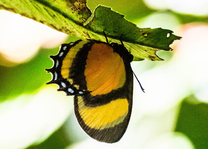 The butterfly Methone cecilia eurotias photographed in Ecuador