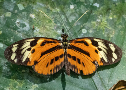 The butterfly Heliconius numata euphone photographed in Ishpingo Pakcha,Ecuador