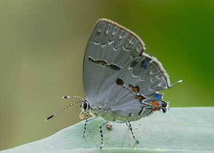 The butterfly Hypostrymon asa photographed in Ishpingo Pakcha,Ecuador