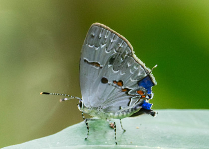 The butterfly Hypostrymon asa photographed in Ecuador