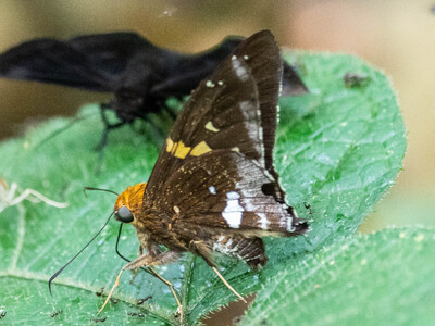 The butterfly Epargyreus photographed in Ishpingo Pakcha,Ecuador