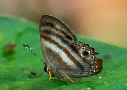 The butterfly Pelolasia melaphaea photographed in Ishpingo Pakcha,Ecuador